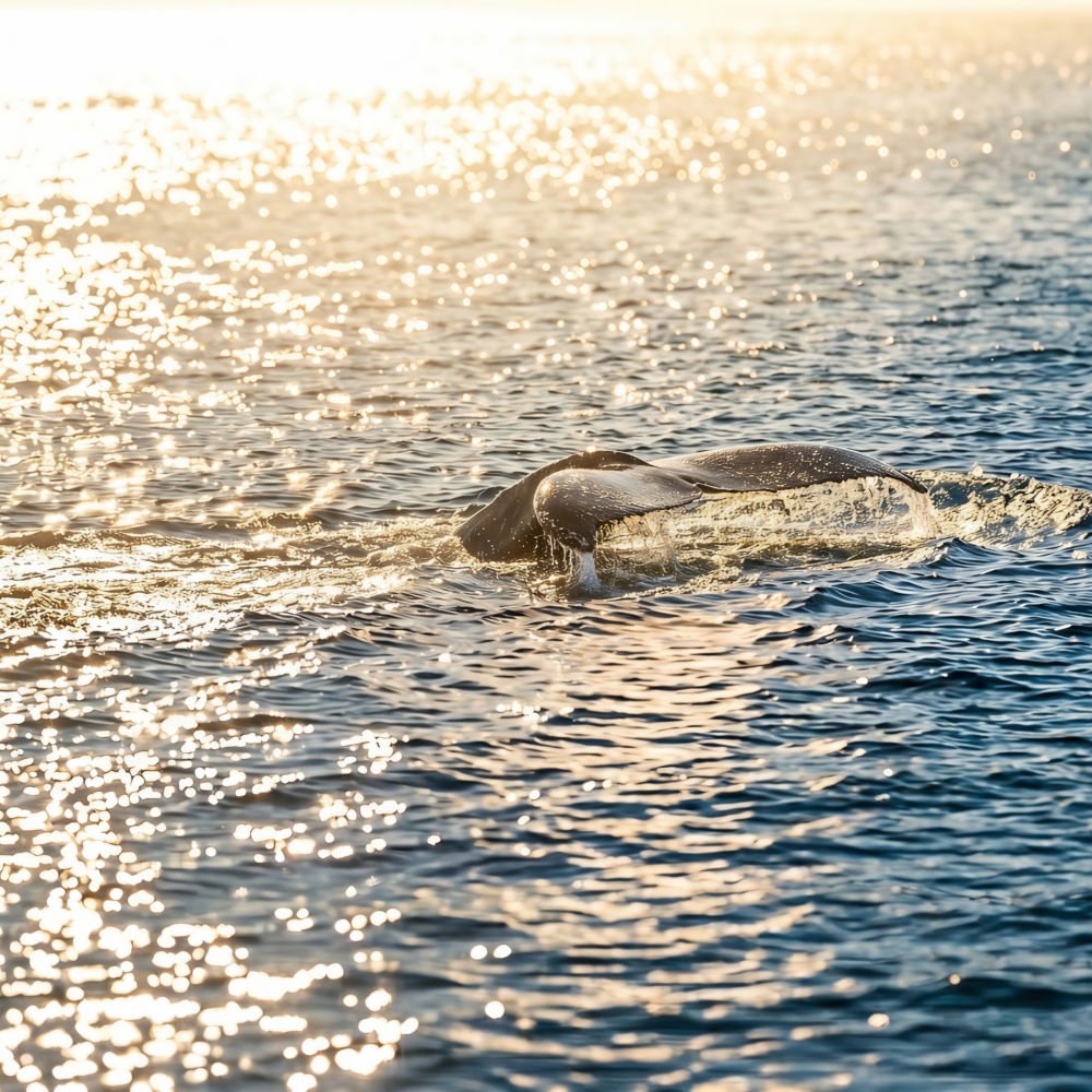 Finnmark X - Varangerfjordtema